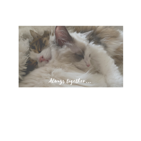 93b29540 a7ee 497d 8c36 6ee9139c060d s