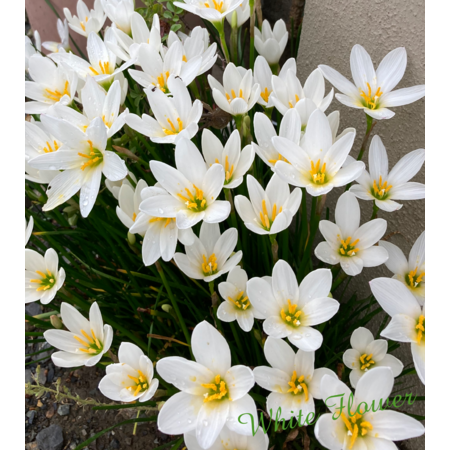 D54ce85c 5efd 4424 a5f2 3d567fabeada s