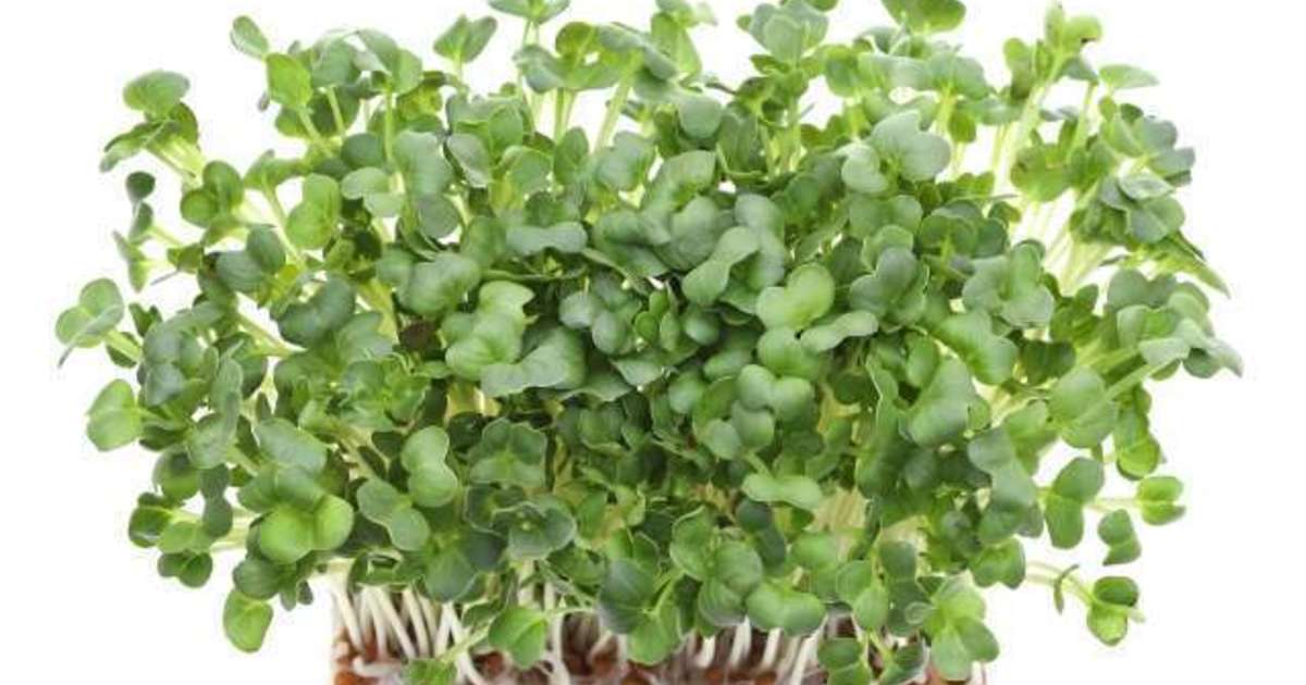 かいわれ大根の日 東京都のピッキング作業 倉庫作業は有限会社アッセンブルまで