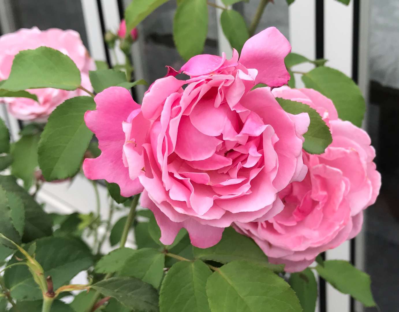 加東市 お庭のバラ 2番花が咲いてます 加東市 小野市 加西市 西脇市 三木市の外構工事やエクステリア工事は庭楽館へ 加東市 お庭のバラ 2番花が咲いてます 加東市 小野市 加西市 西脇市 三木市の外構工事やエクステリア工事は庭楽館へ