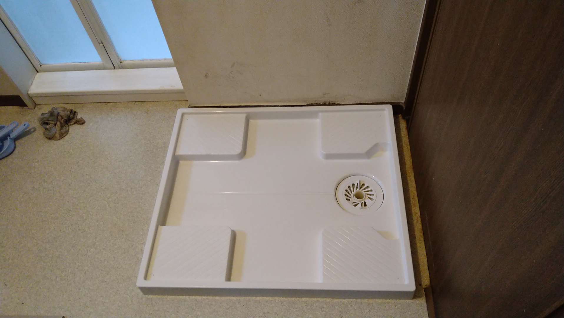 哺乳類の一般的な特徴トップ 7 (説明あり)