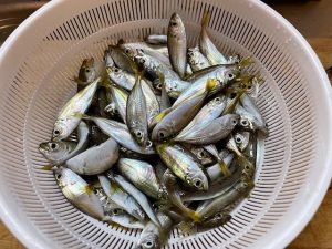 夏休みにサビキはいかがですか？