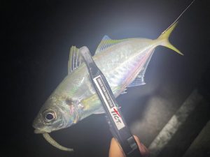 富山湾一周ランガン釣行【前編】