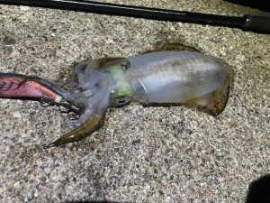 富山湾一周ランガン釣行【後編】