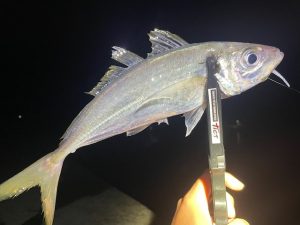 能登アジング釣果！