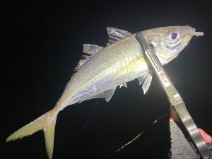 能登アジングその②！