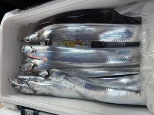 船タチテンヤ釣果！