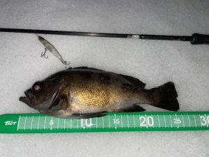 もう一度！メバリング！