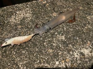 東部ヤリイカ釣れてます！