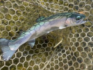 久しぶりのエリアトラウト！