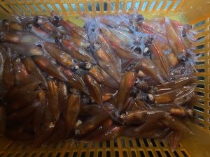 2026のホタルイカ調査