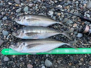 フロートアジング+オマケ釣行！