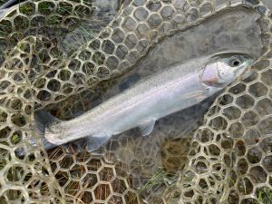 エリアトラウト釣行