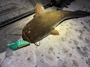オフショア撃沈、癒しのナマズ