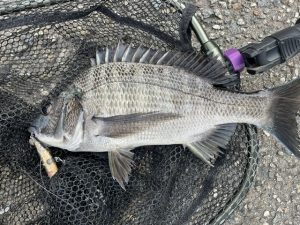 チヌトップ爆釣中！