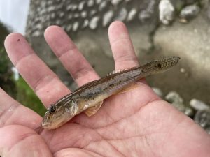 のんびりハゼ釣り！