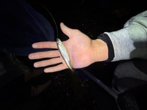 琵琶湖ワカサギ掬い！！