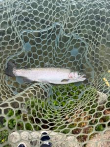 エリアトラウト　高島の泉！