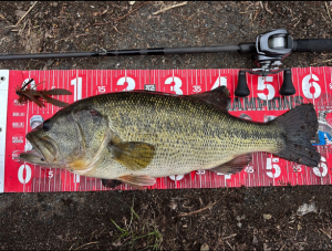 琵琶湖も琵琶湖大津店も調子爆上げプチョヘンゾ！