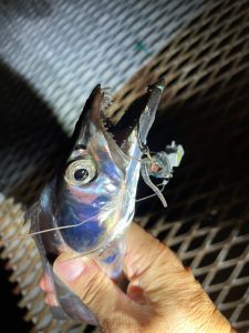 小島養魚場タチウオ釣果情報！