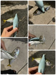 淡輪アジ釣果情報！