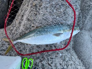 大阪湾青物、アオリイカ釣果情報！