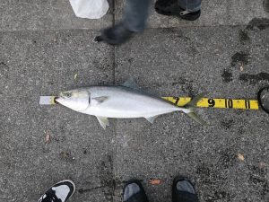 和歌山の寒ブリが熱い！！