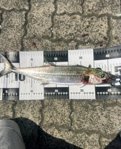 日本海サゴシ釣果情報！！