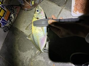 和歌山に尺アジ接岸中！