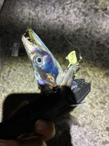 淡路島タチウオ釣果情報！
