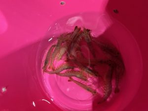 飯岡港、幸丸に!?