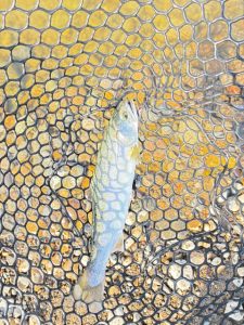 エリア21　＼(｀^´)/ﾔｰ！