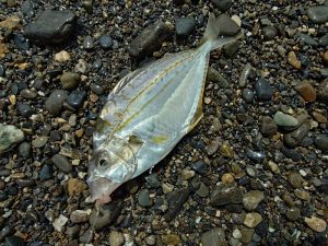 三保サーフでちょい投げ釣り♪