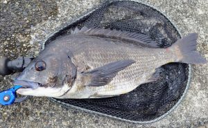清水港　アジング釣果情報♪