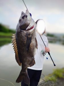 清水港　クロダイ釣果情報♪
