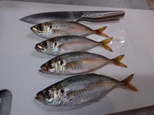 清水港　アジング釣果情報♪
