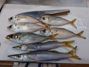 清水港　アジング釣果情報♪