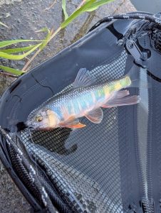 《金進堂長者原店》暑い中でも短時間で、手軽に楽しめる夏の淡水魚釣り