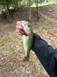 《金進堂長者原店》秋のバス釣りは巻物！