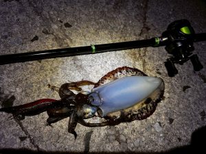 🍁《金進堂長者原店》ベイトフィネスで行く!秋のエギング釣行レポート!