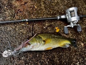 《金進堂長者原店》秋のバスは巻きで攻略！＆おすすめスナップのご紹介！（BKKﾌｧｽﾄｽﾅｯﾌﾟ）