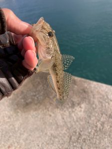 《金進堂長者原店》新年初釣り！！