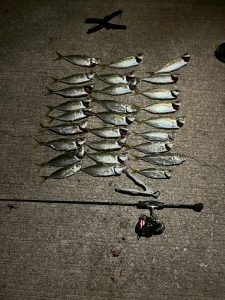 《金進堂長者原店》冬の爆釣アジング！！