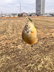 人生初柳川釣行！