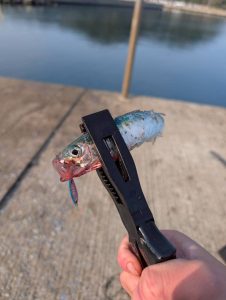 近場の堤防アジング！