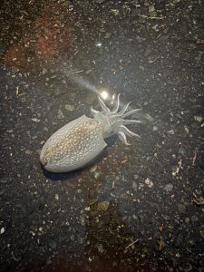 博多湾コウイカエギング‼