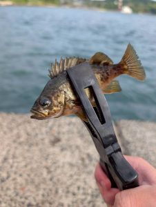 堤防フカセ釣りに行ってきました！