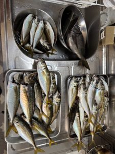 久々のLTアジ釣行