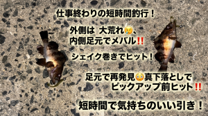 いわき店【短時間釣行:メバリング】