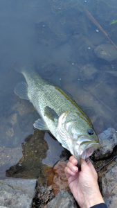 ながいながいボウズ記録が遂に・・・